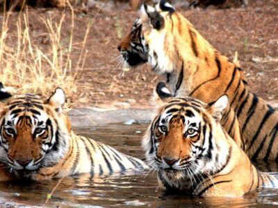 Jim Corbett National Park